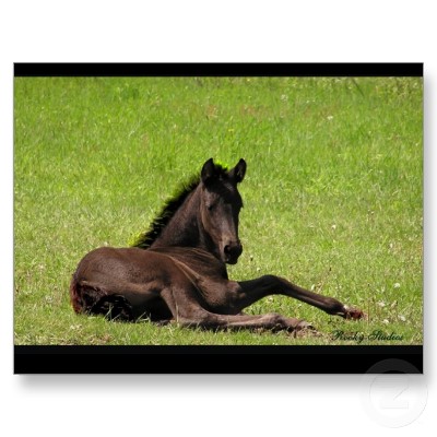 friesian_foal_postcard-p239012612591841374z8iat_400