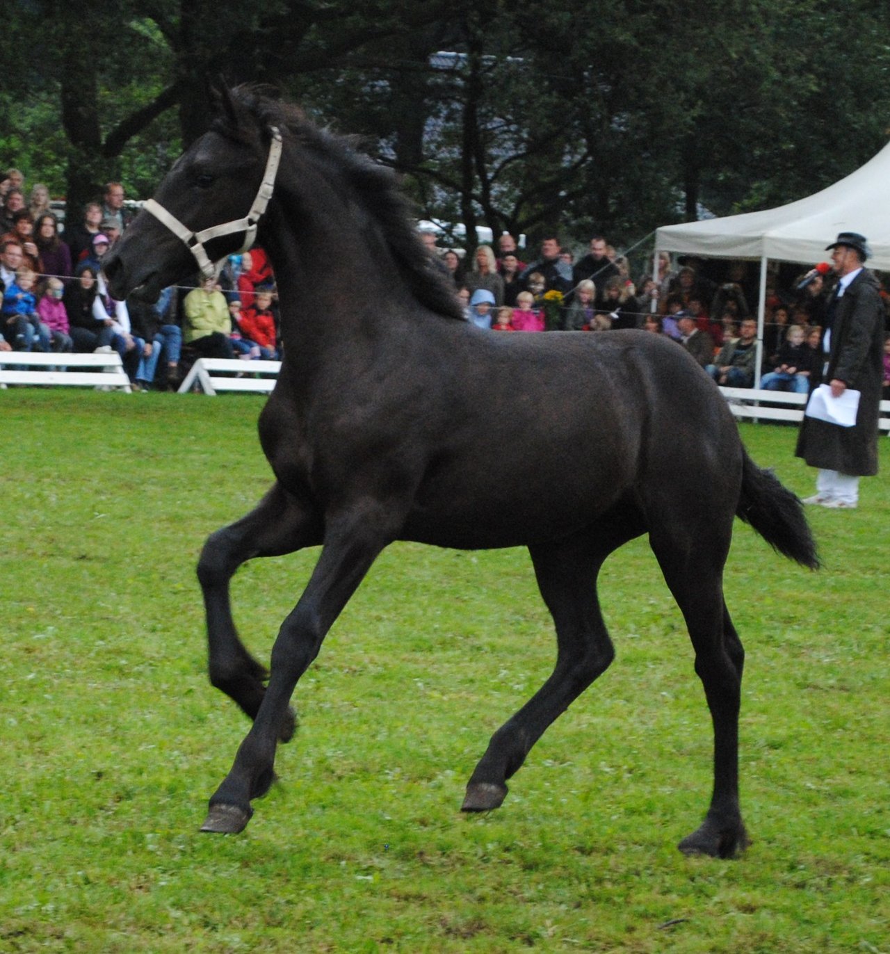 friesian_foal_stock_02_by_ponystock-d42c8ud