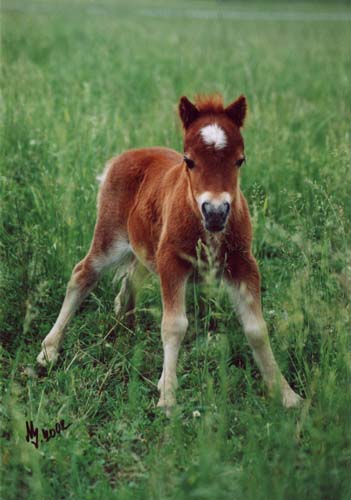 3f77bd25ac_37500509_o2