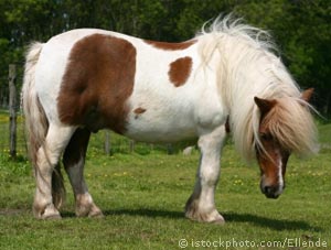 pony_000001721724XSmall