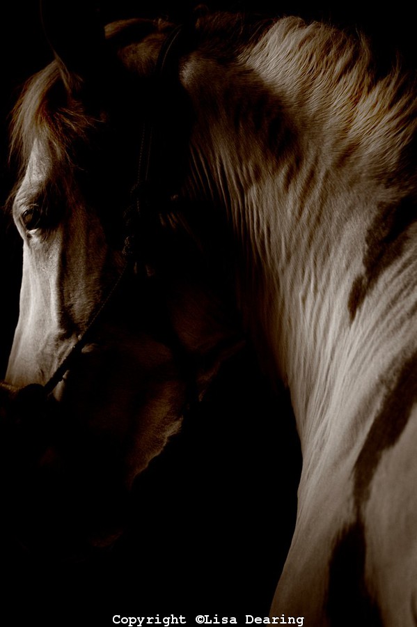 photos-of-paint-horses-1478