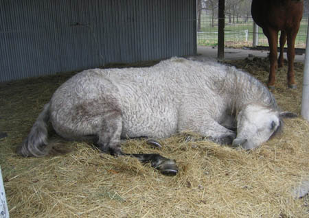 sleeping_horse