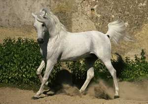 arabsky_kon_shagya_arab