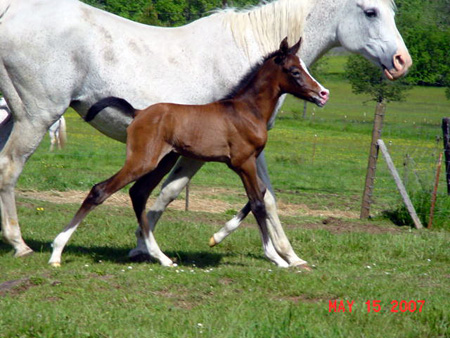 arabian_foal