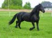 mtm_friesian-horse_1