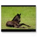 friesian_foal_postcard-p239012612591841374z8iat_400