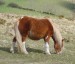 Dartmoor_pony_2