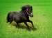 pony