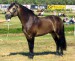 Connemara_stallion