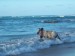 horses_in_playa_limon