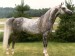 arabian_ho